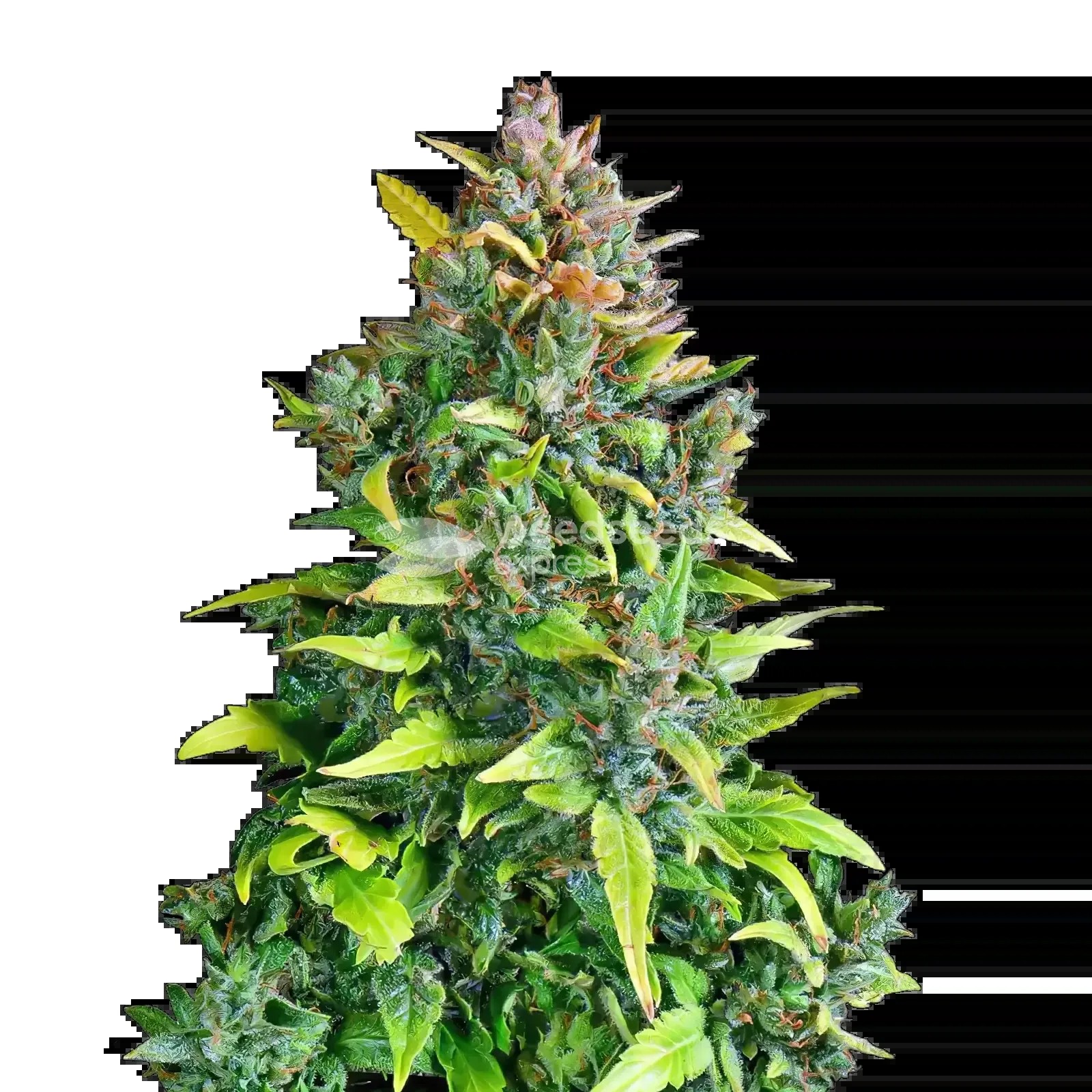 Kali Mist Seeds