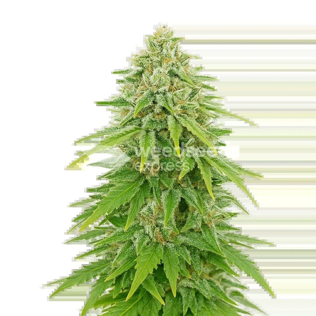 Khalifa Kush Auto Seeds