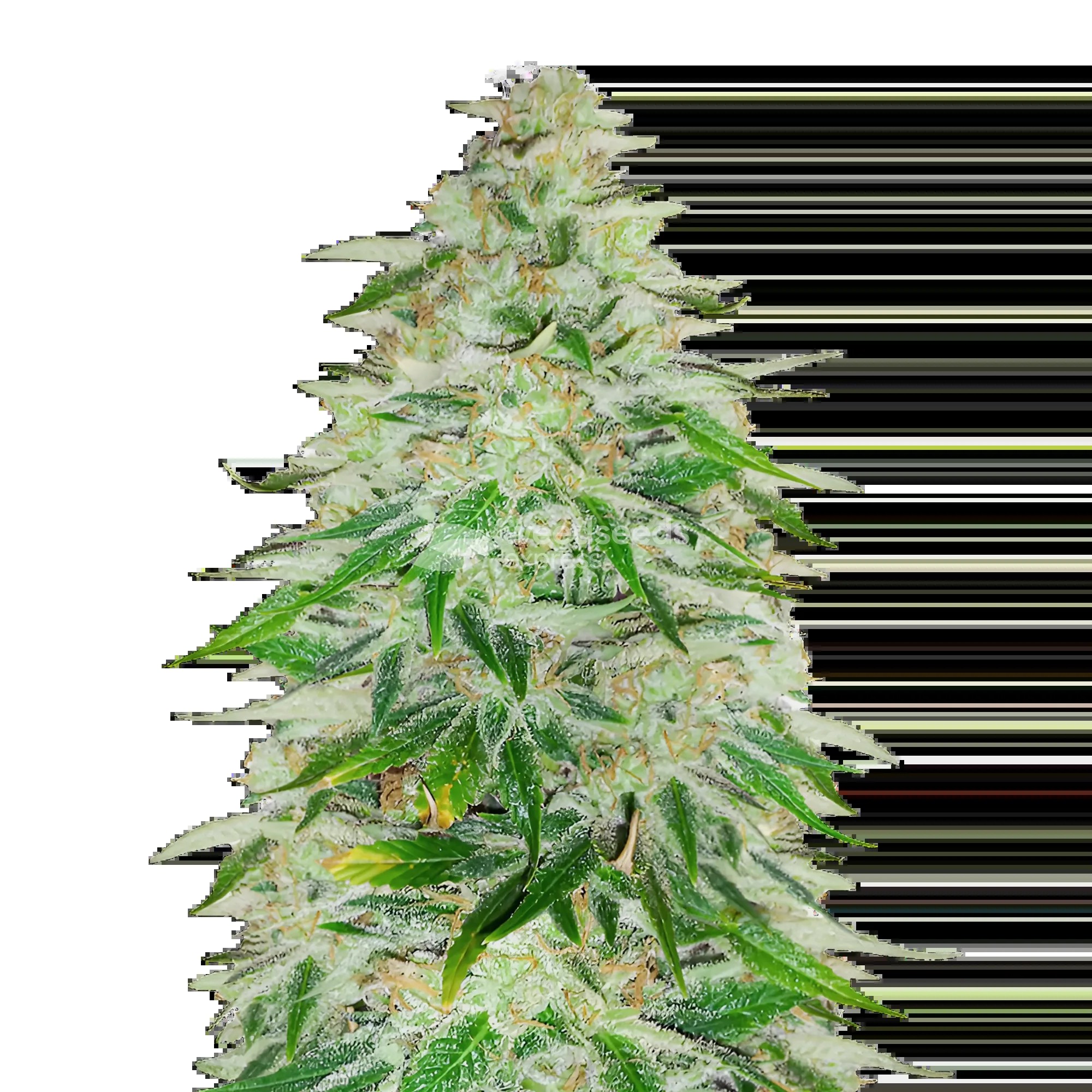 Khalifa Kush Seeds