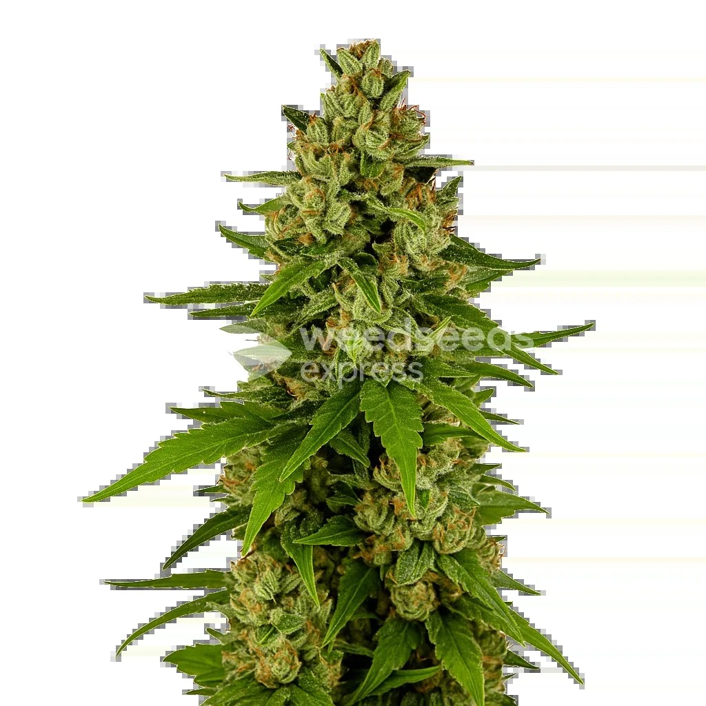 Kiwi Kush Auto Seeds