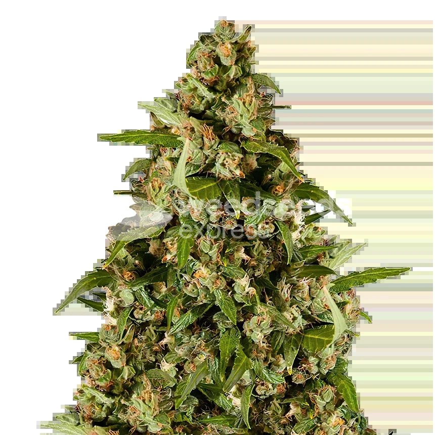 Kiwi Kush Seeds