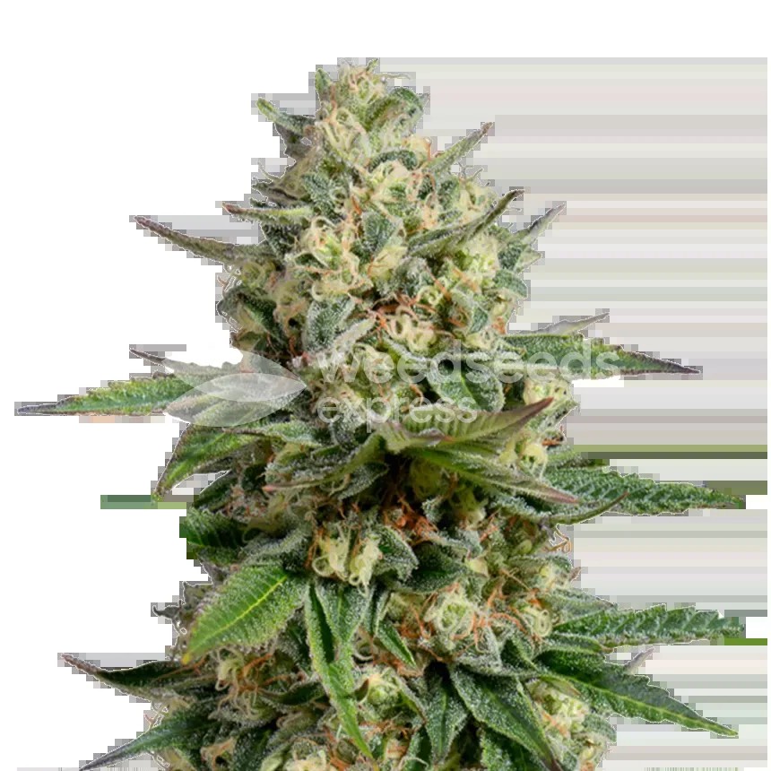 Kosher Kush Seeds