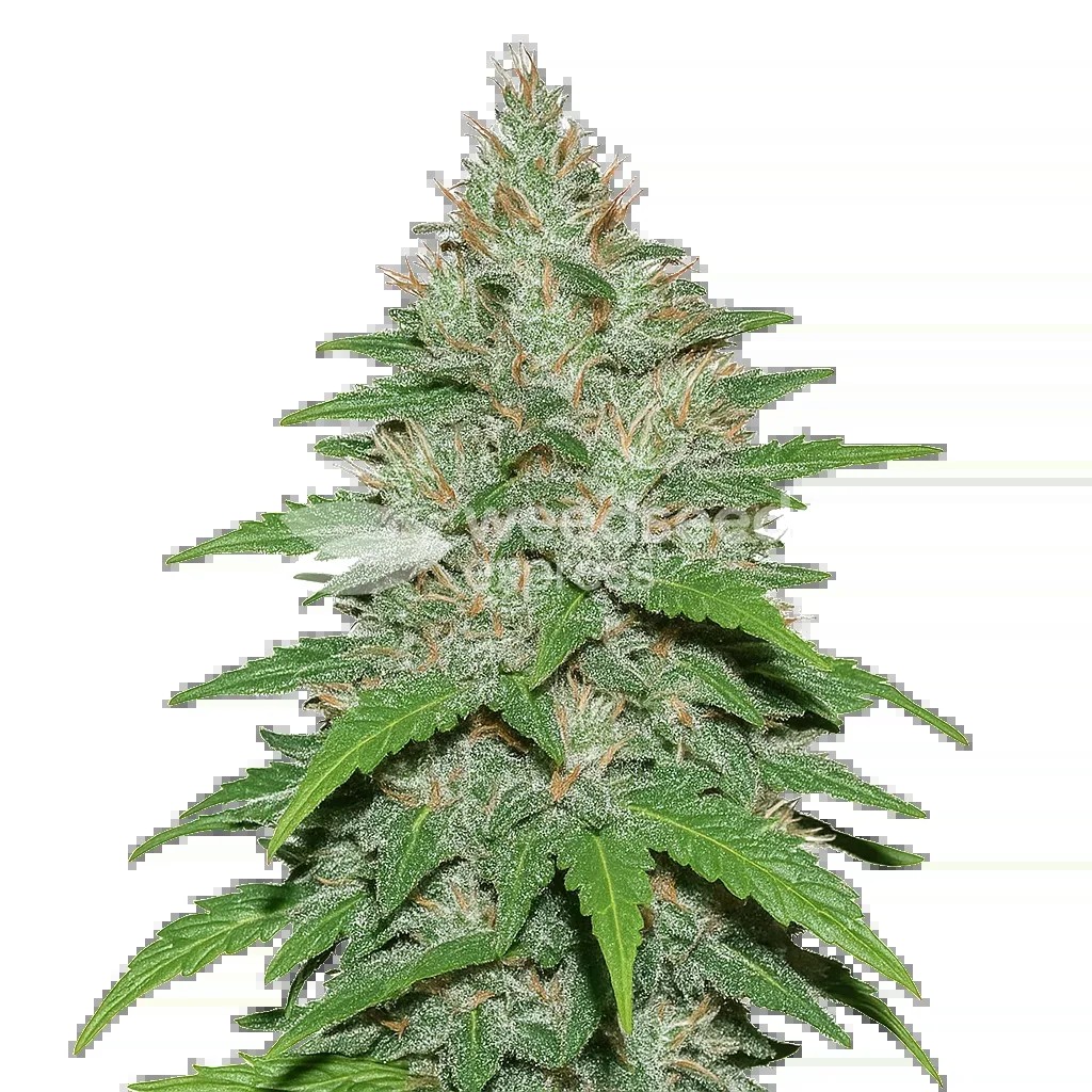 LA Confidential Auto Seeds