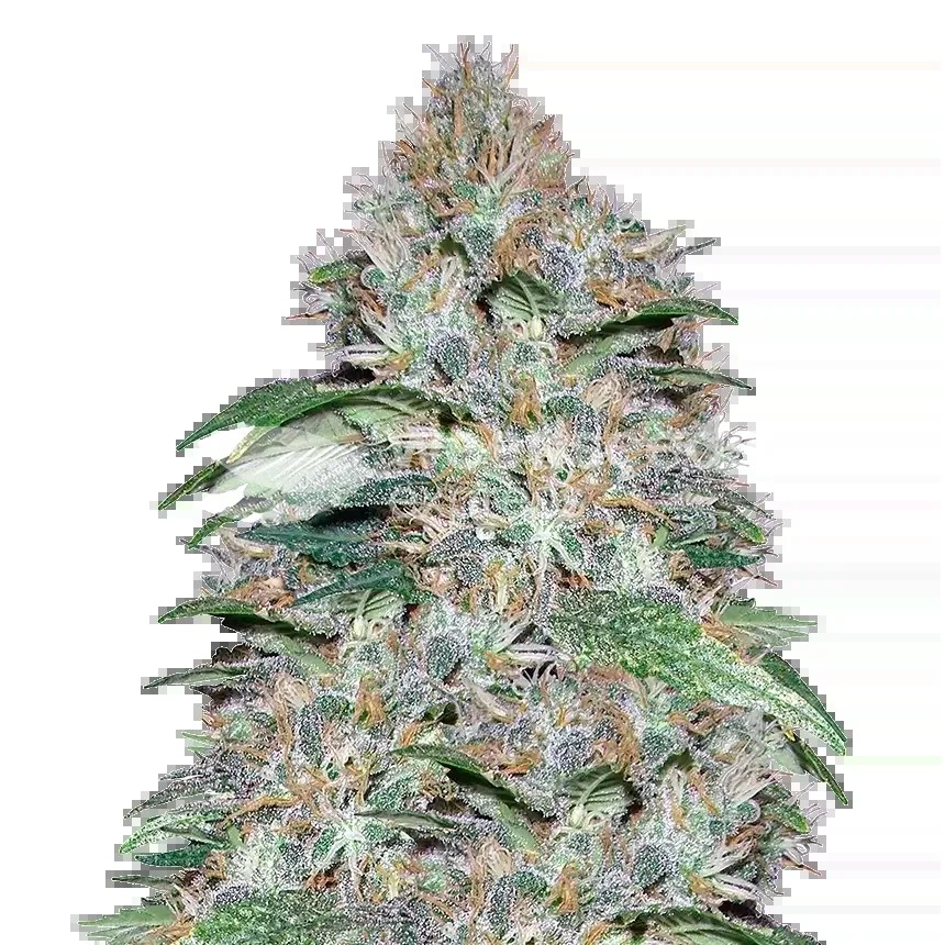 LA Confidential Seeds