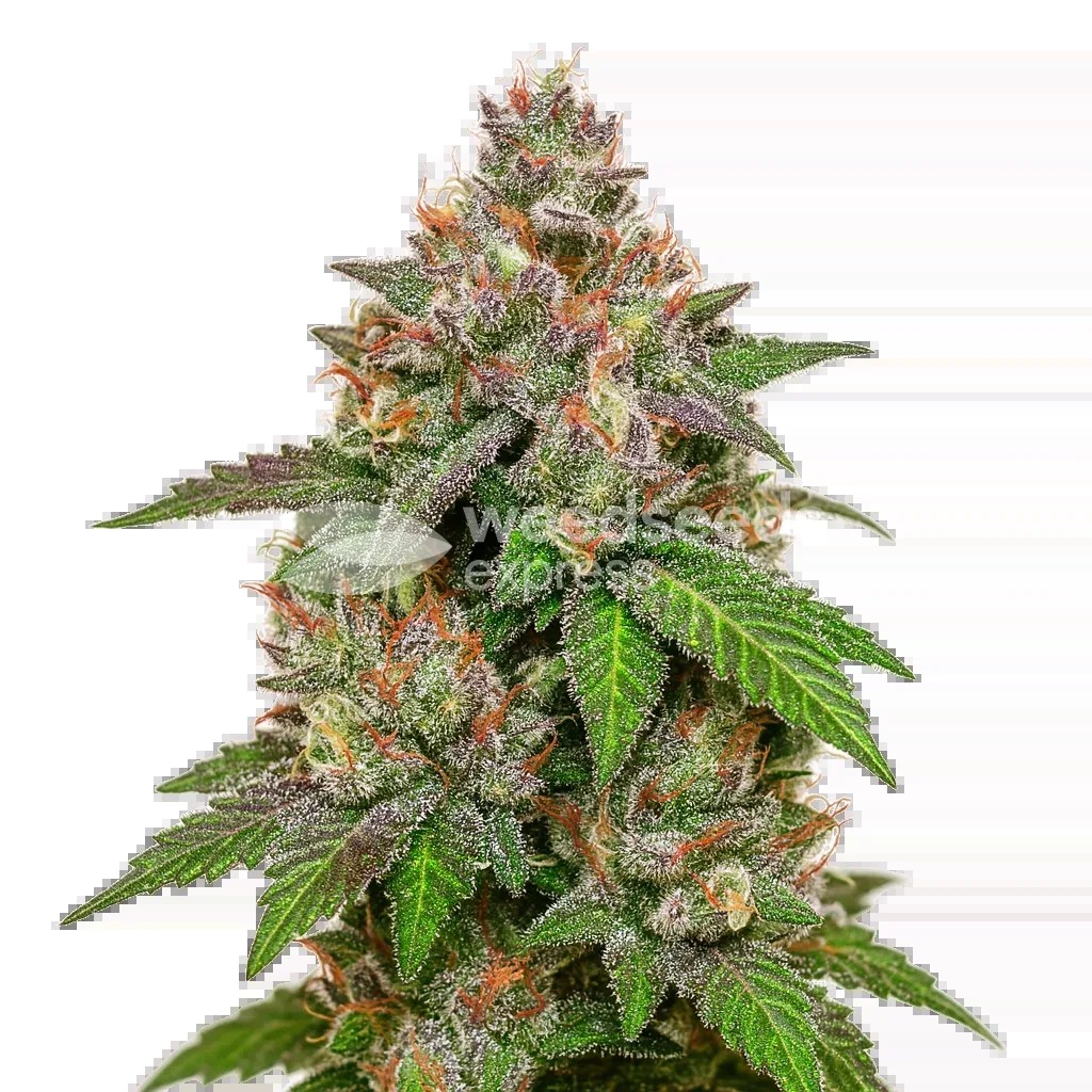 LSD Auto Seeds