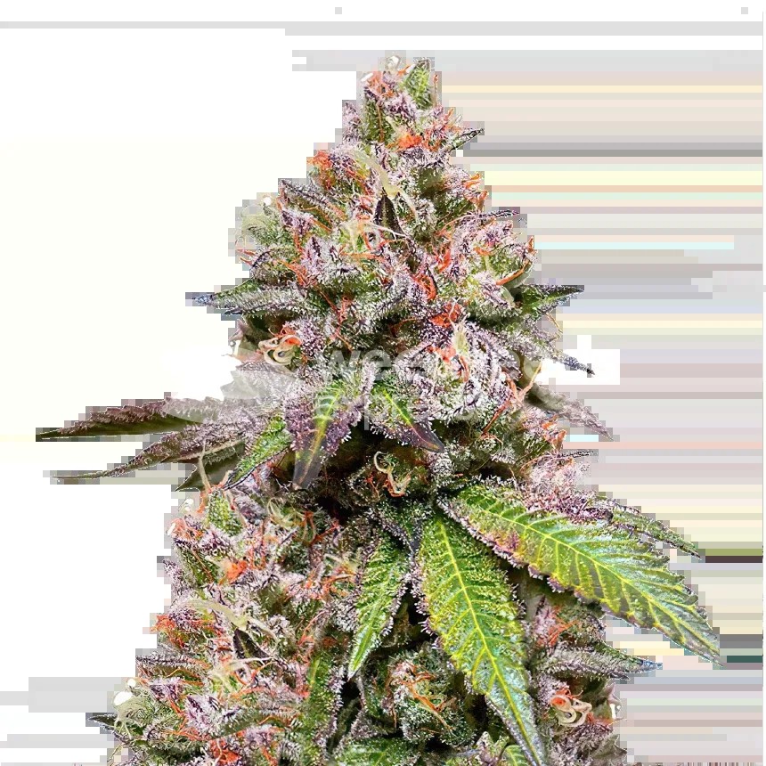 LSD Seeds