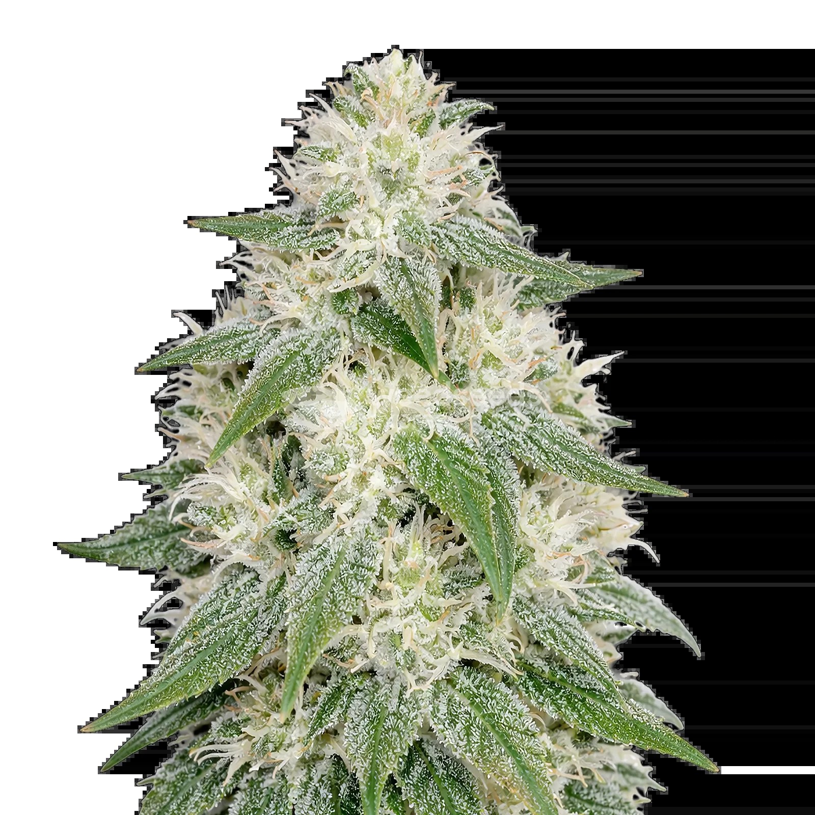 Lamb's Bread Auto Seeds