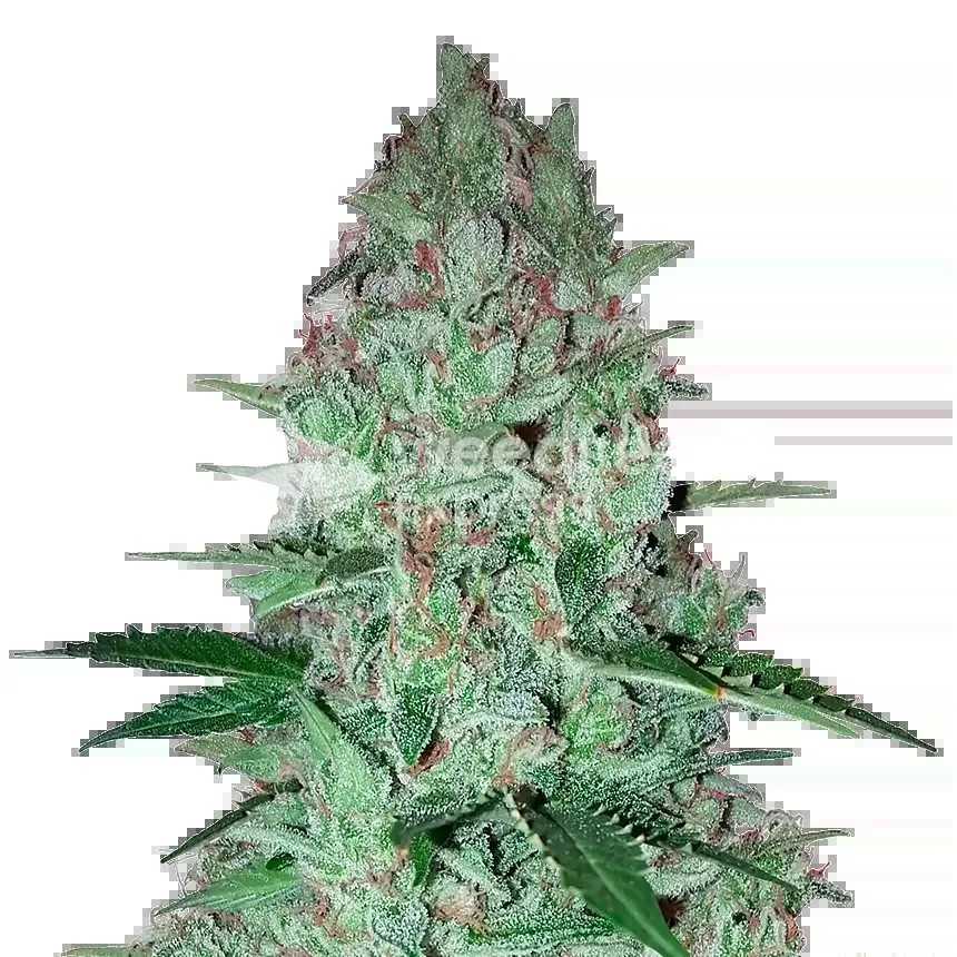 Larry OG Seeds