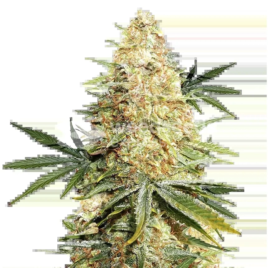 Legend OG Seeds