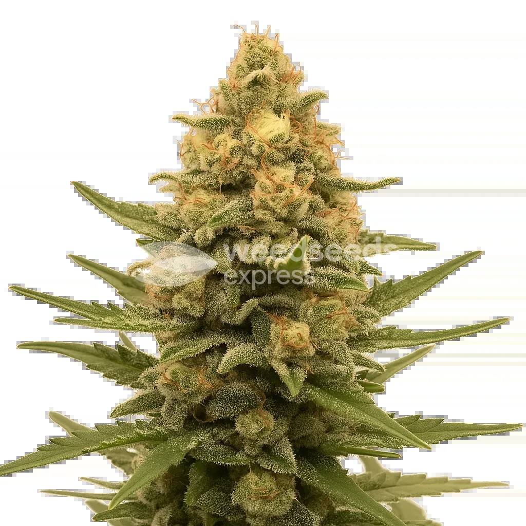 Lemon Auto Seeds