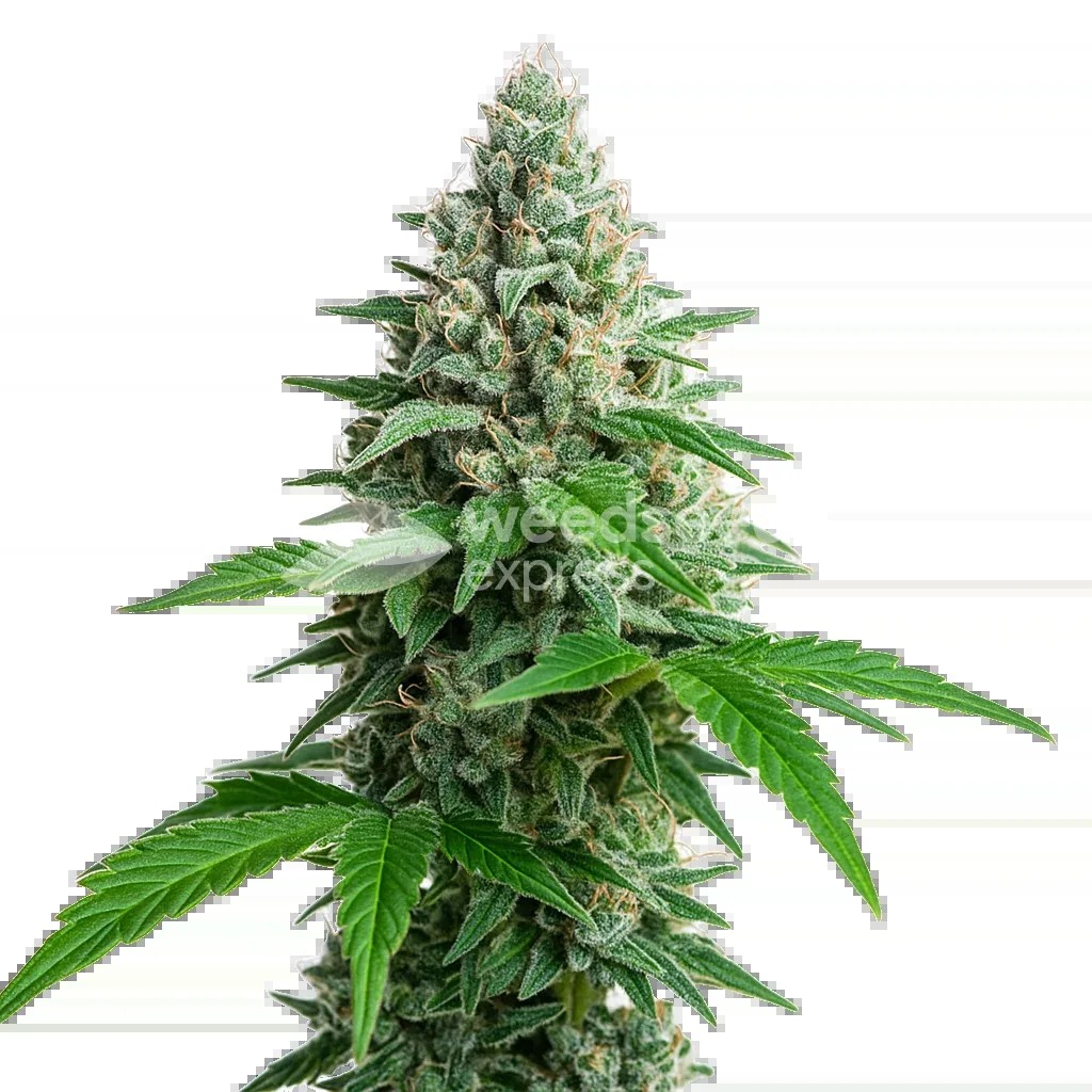 Lemon Cherry Gelato Auto Seeds