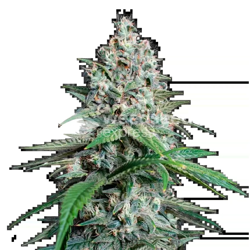 Lemon Cherry Gelato Seeds