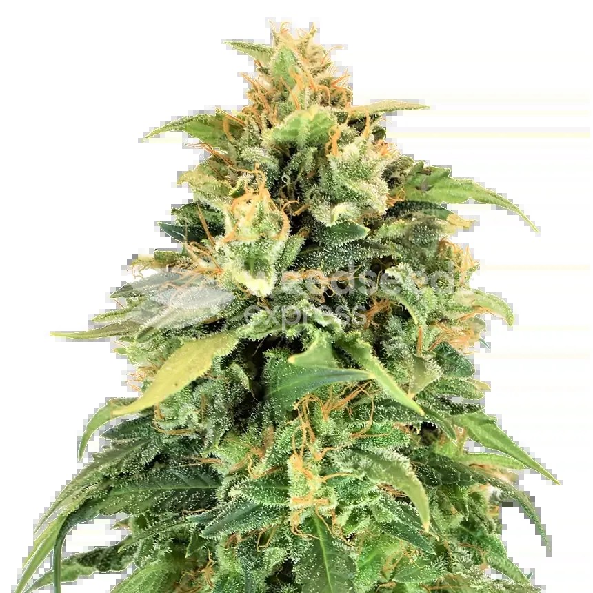 Lemon Skunk Seeds