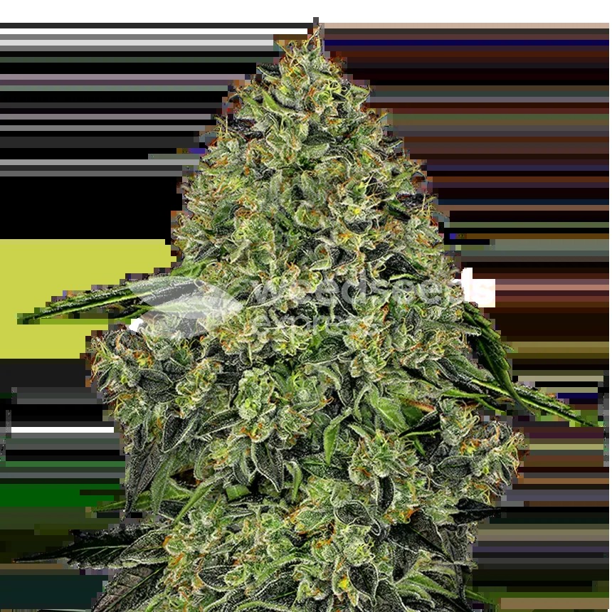 Lithium OG Kush Seeds