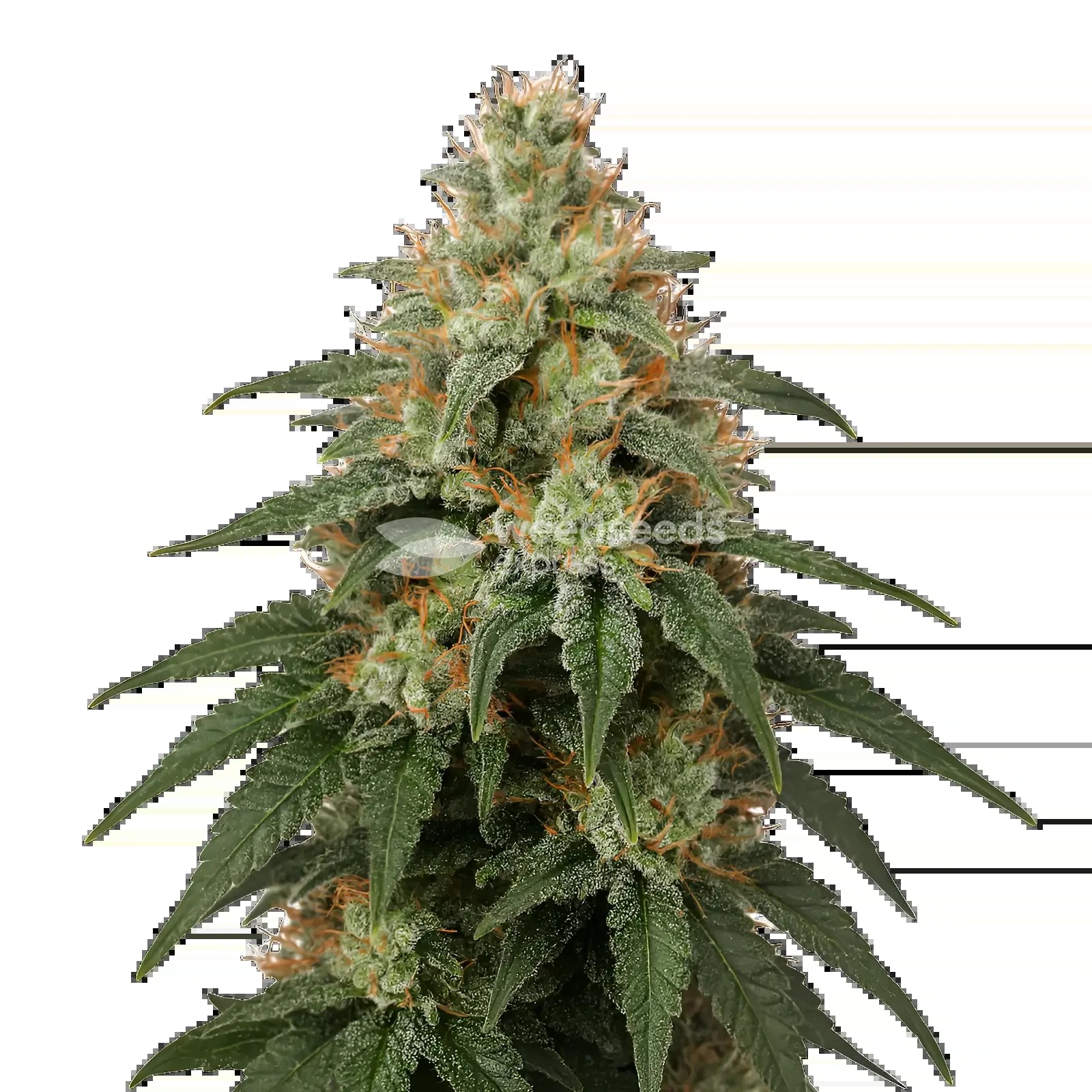 London Pound Cake Seeds