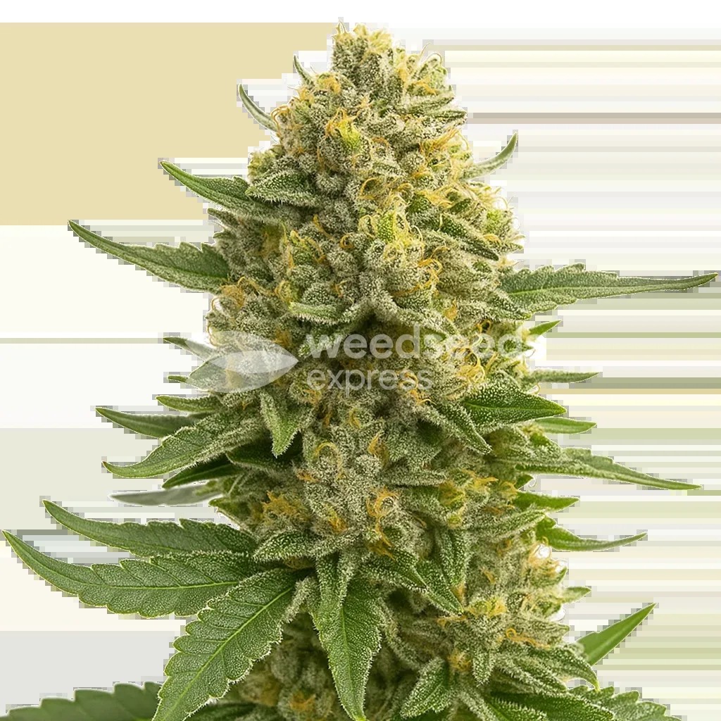 Love Potion Auto Seeds