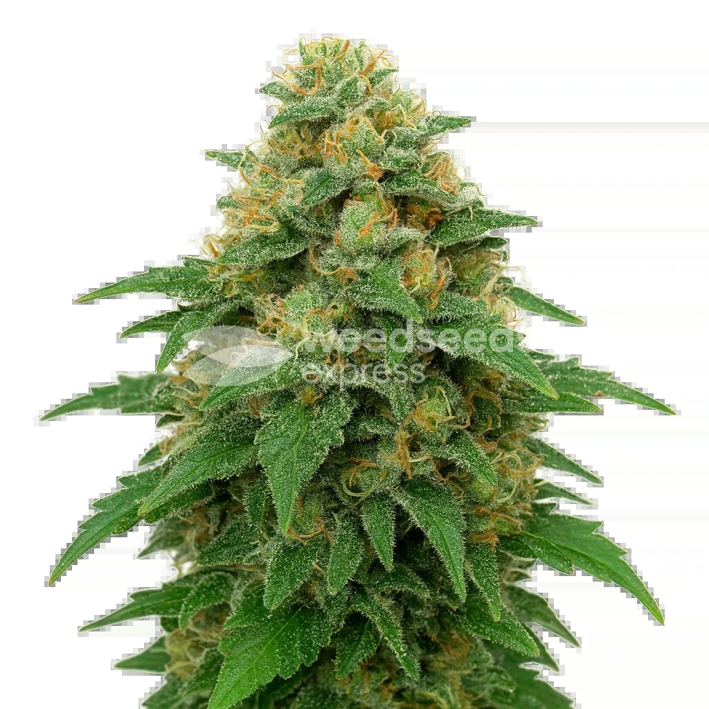 Lowryder Auto Seeds