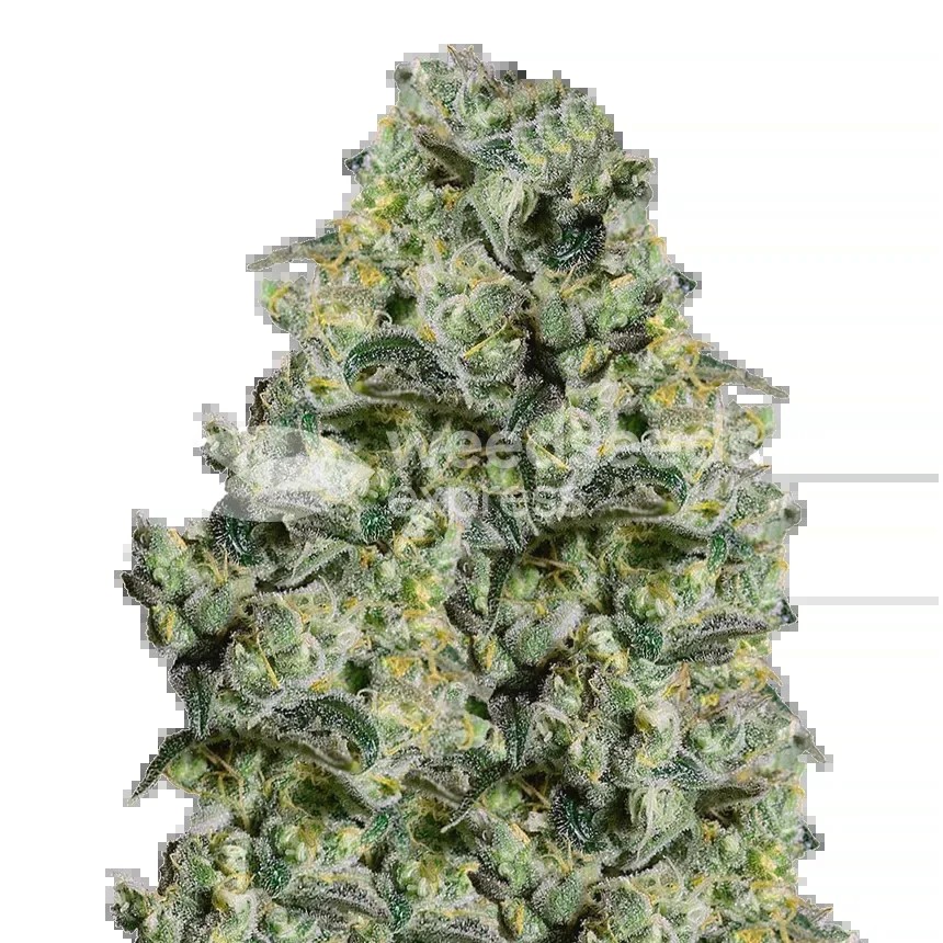 MAC 1 Seeds