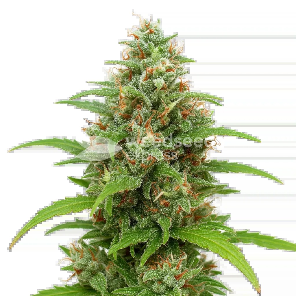 Magnum Auto Seeds