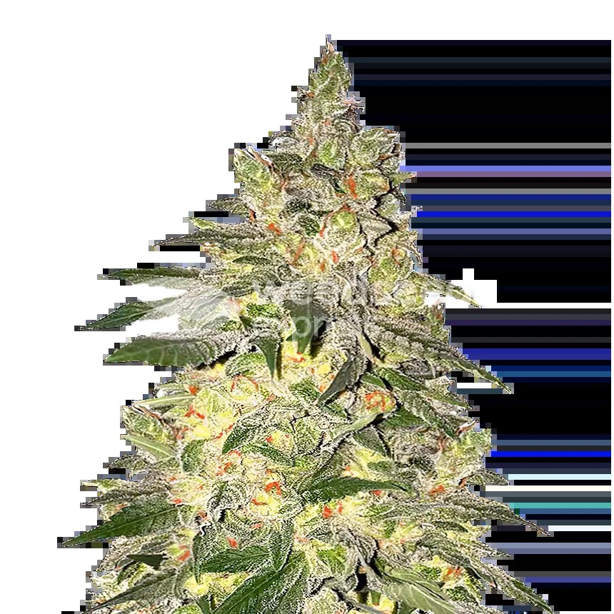 Mamba Negra CBD Seeds