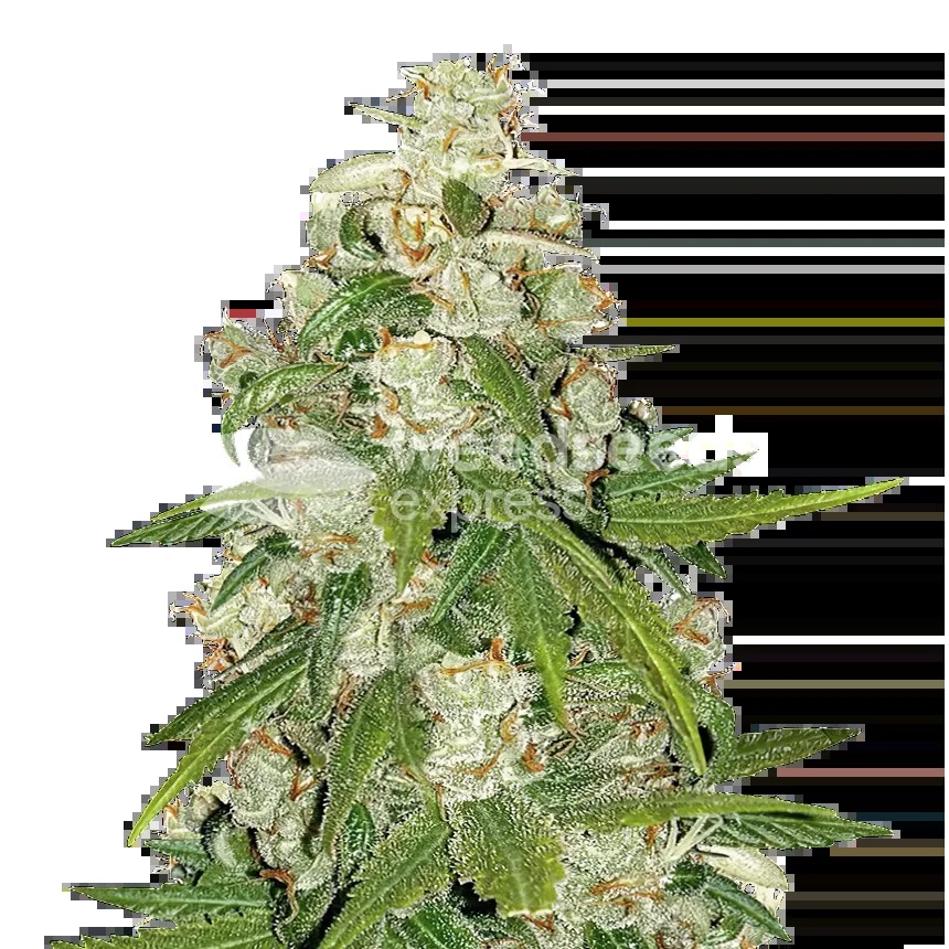 Mamba Negra CBG Seeds