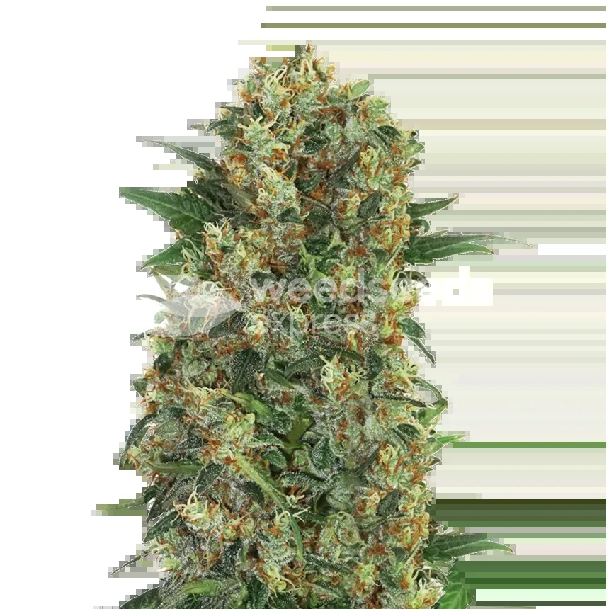Master Kush Regular Seeds