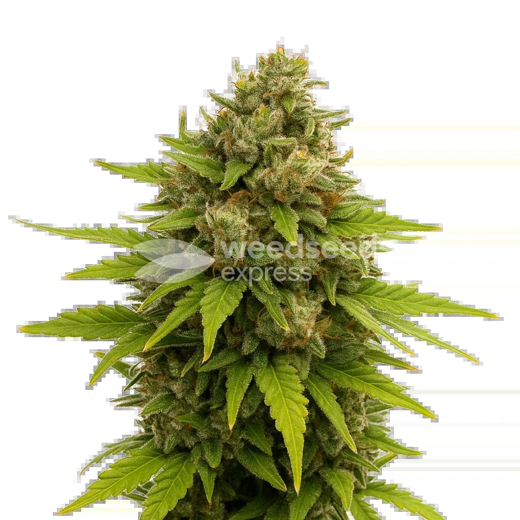 Maui Waui Auto Seeds