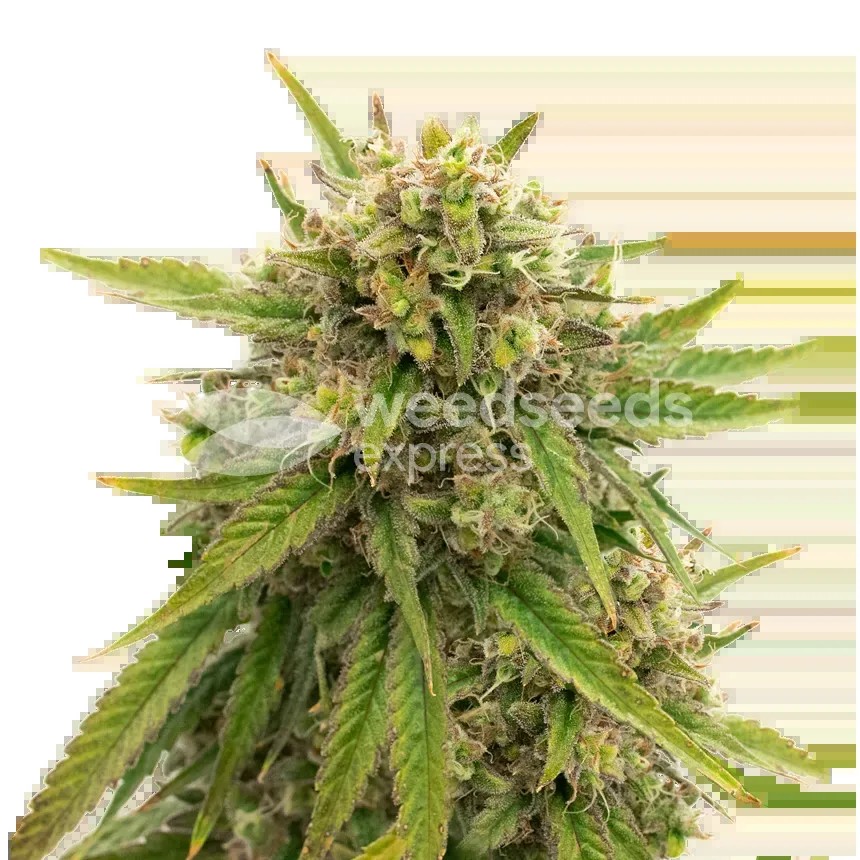 Maui Waui Seeds