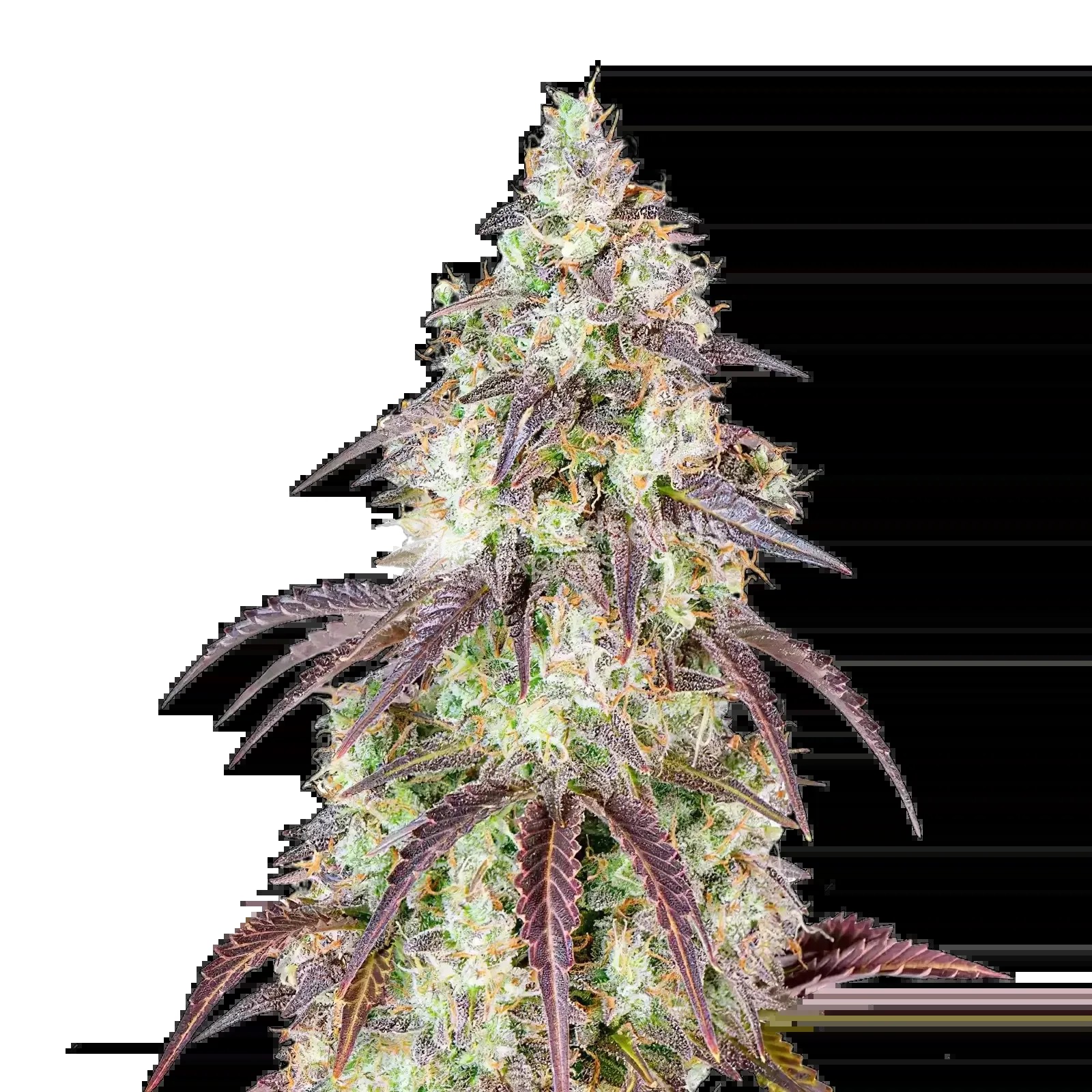 Mendo Breath Seeds
