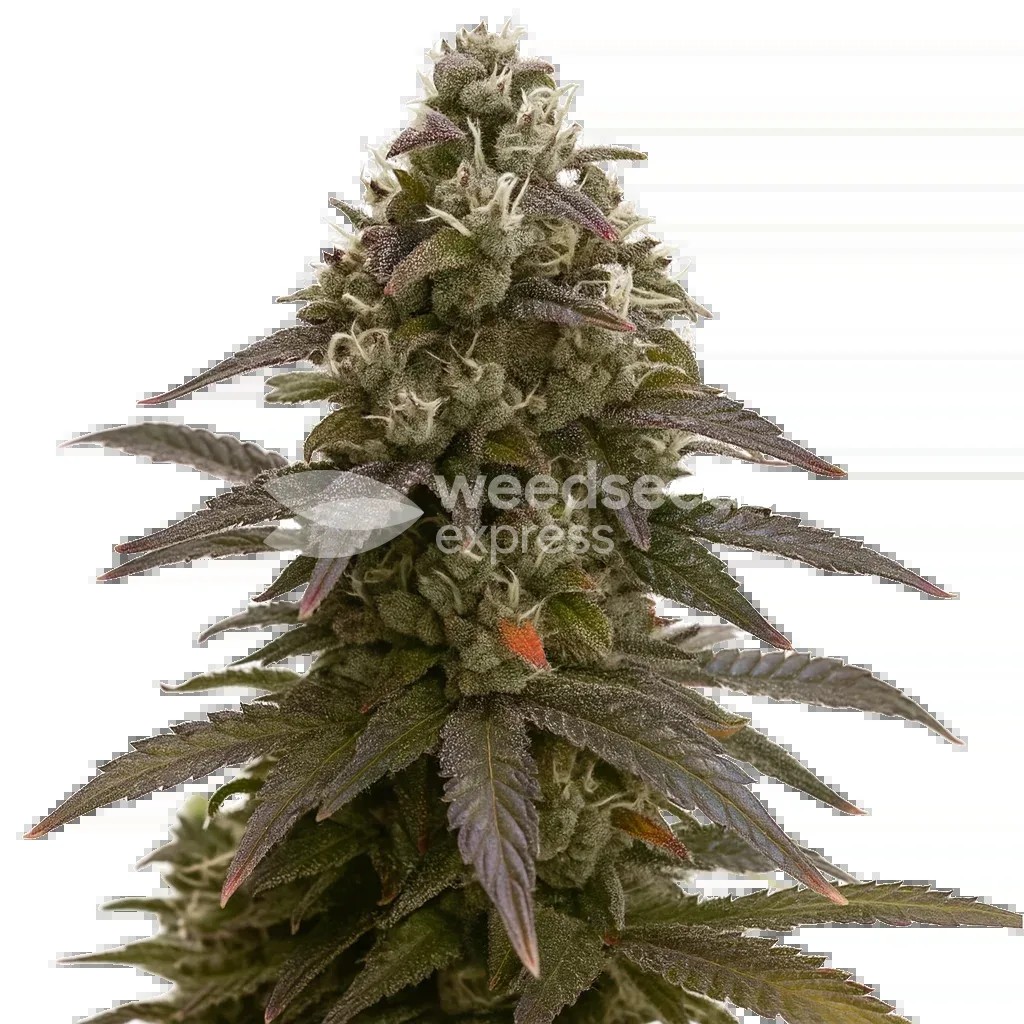 Mimosa Auto Seeds