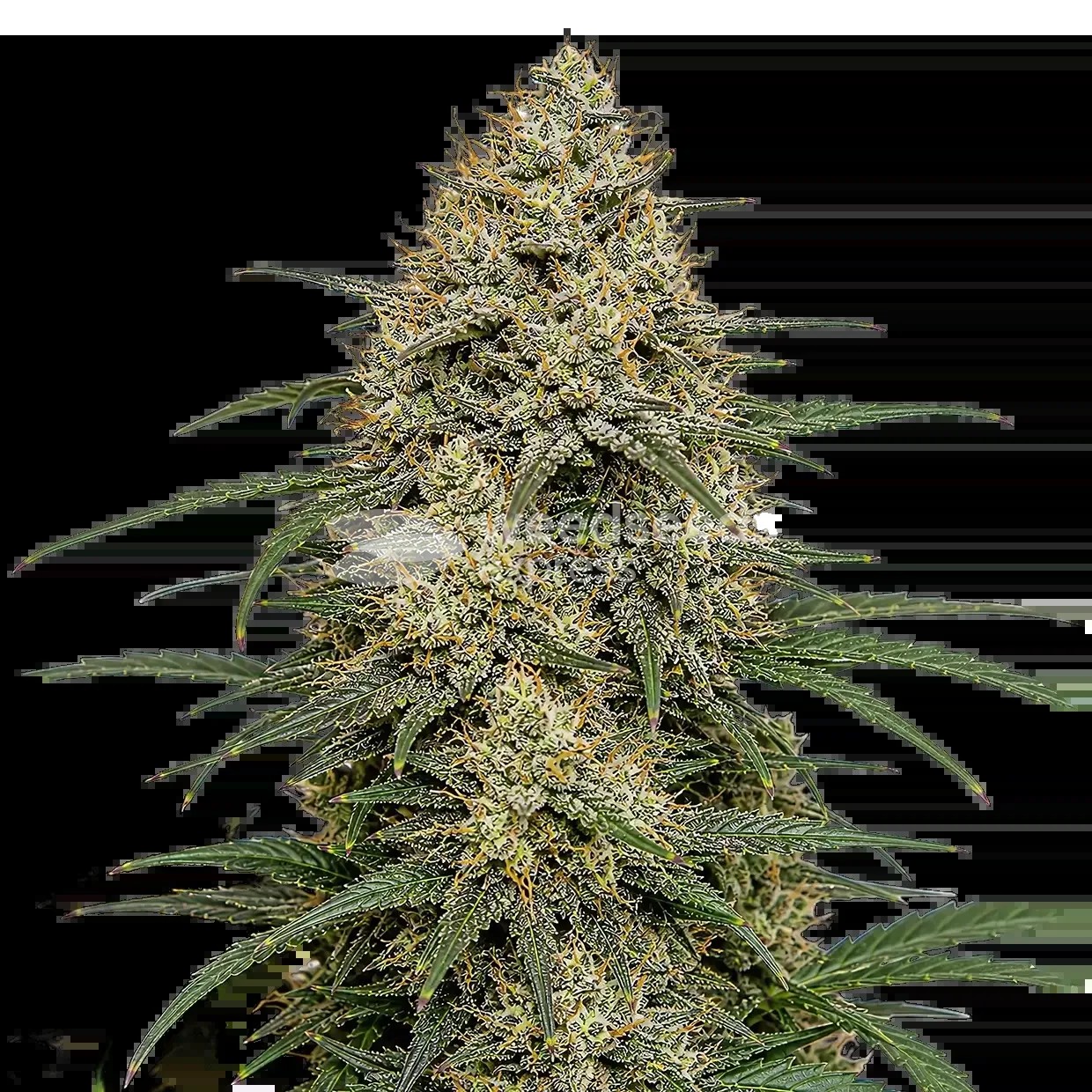 Moby Dick Seeds