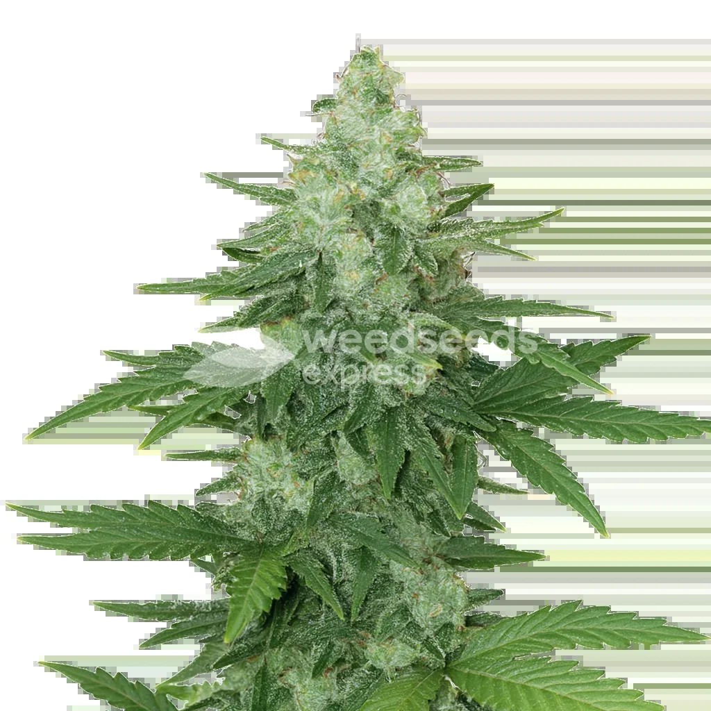 Moonshine Cookies Auto Seeds