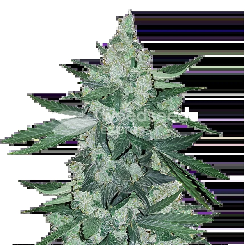 Moonshine Cookies Seeds