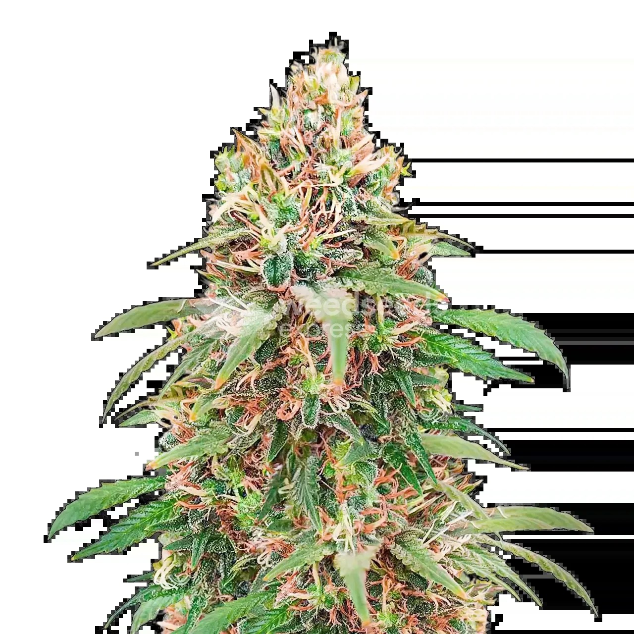 Motor Breath Seeds