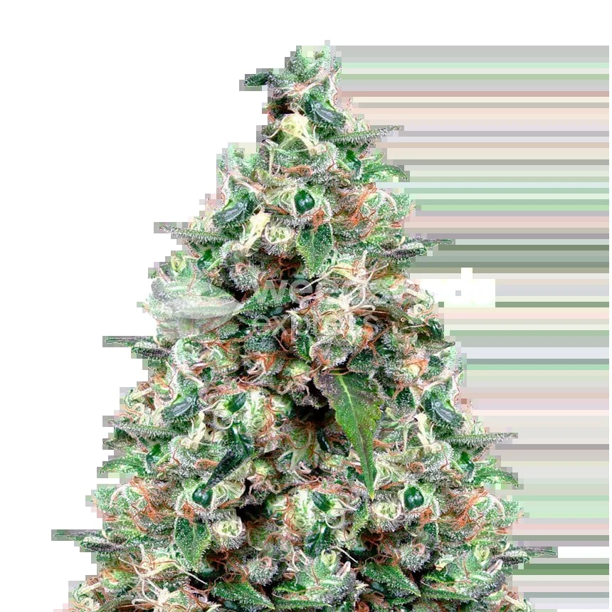 NYC Diesel Seeds