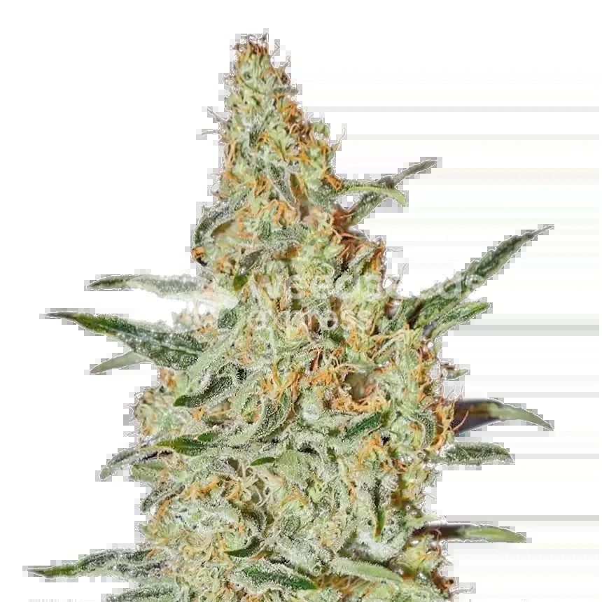 Neville's Haze Seeds