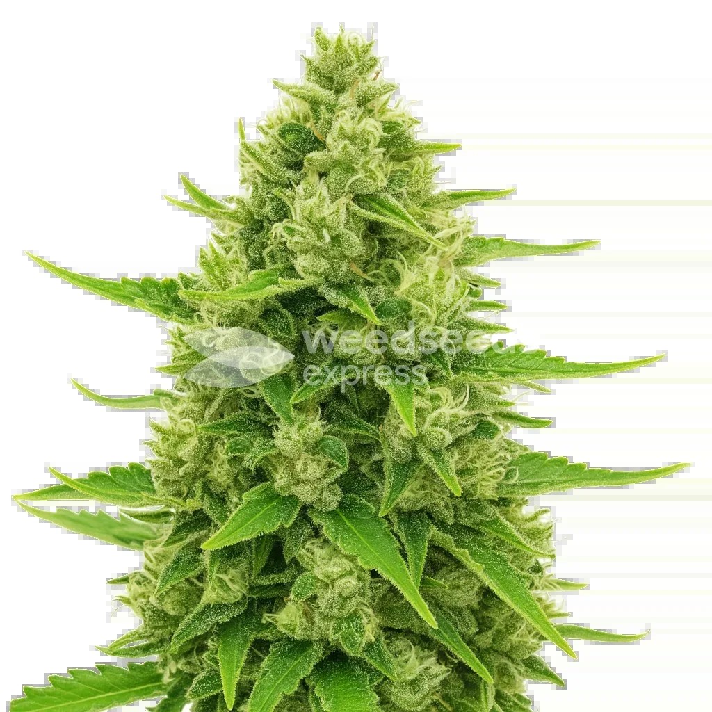 Northern Lights Auto Seeds