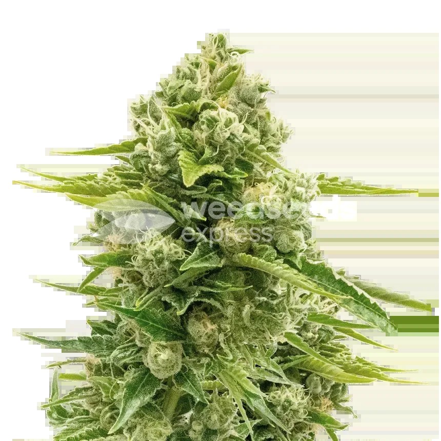 Northern Lights Seeds