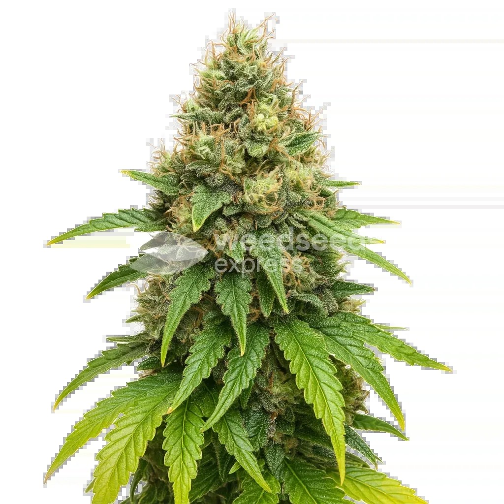 Northern Lights X Big Bud Auto Seeds