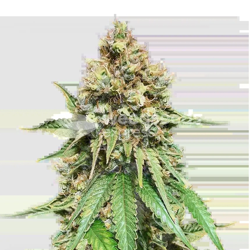 Northern Lights X Big Bud Seeds