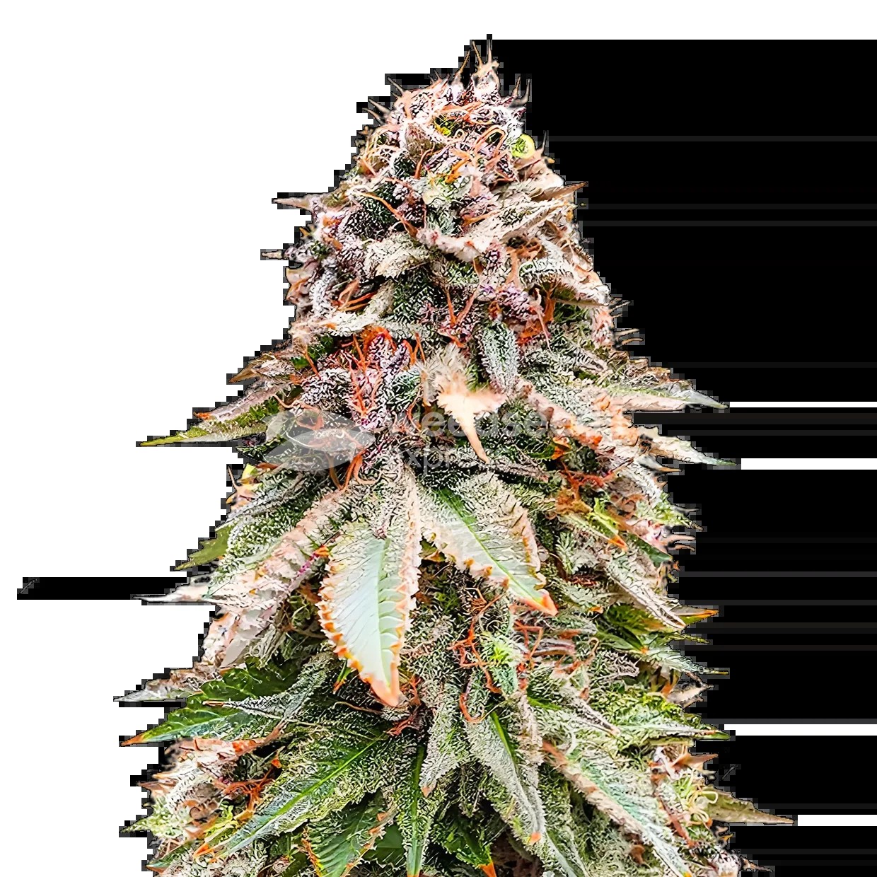 Nova OG Seeds
