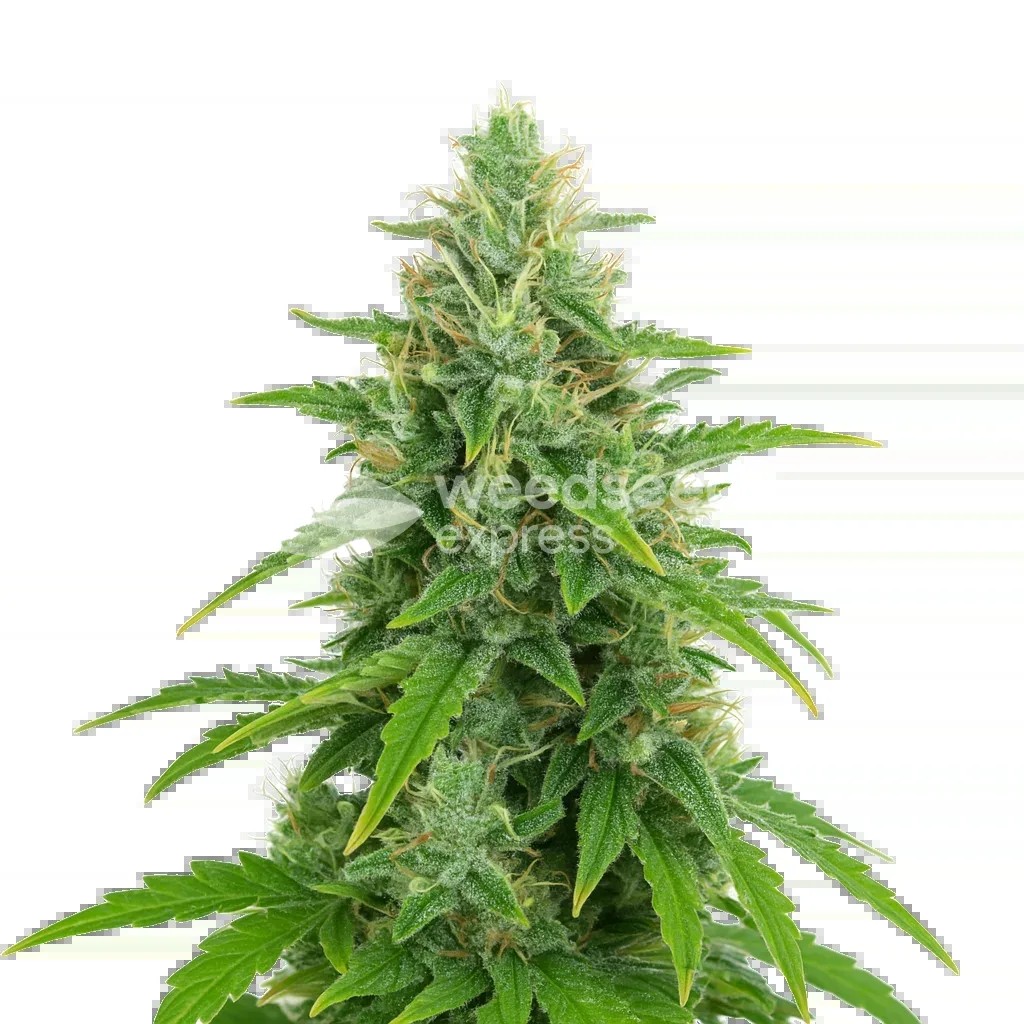 OG Kush Auto Seeds
