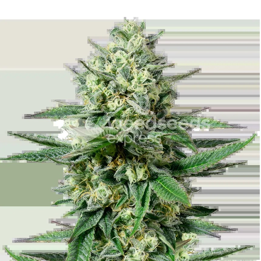 OG Kush CBD Seeds