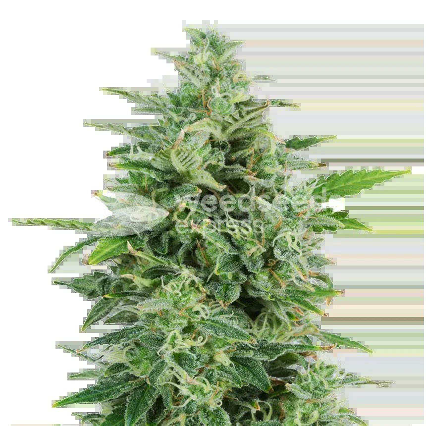 OG Kush Seeds