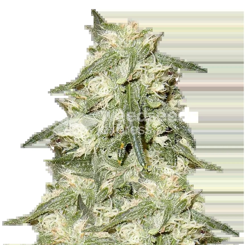 Oreoz Seeds