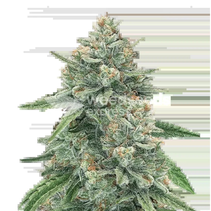 Original Glue Seeds