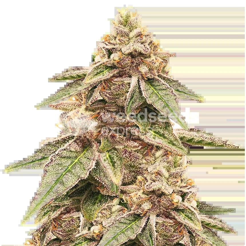 Outback OG Seeds