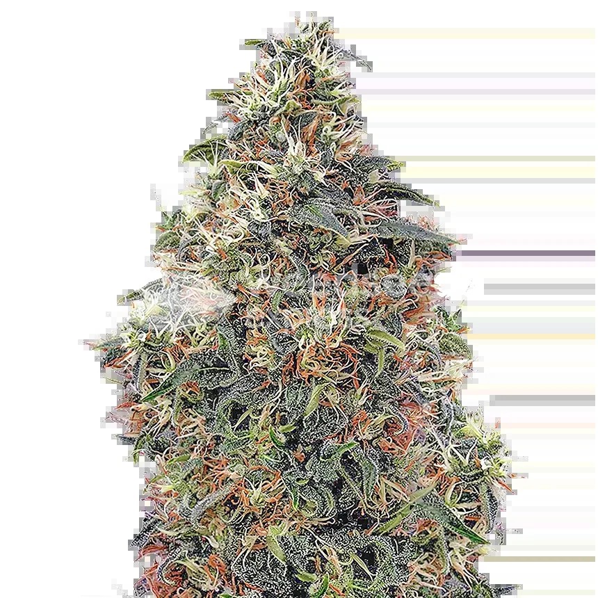 Panama Red Seeds
