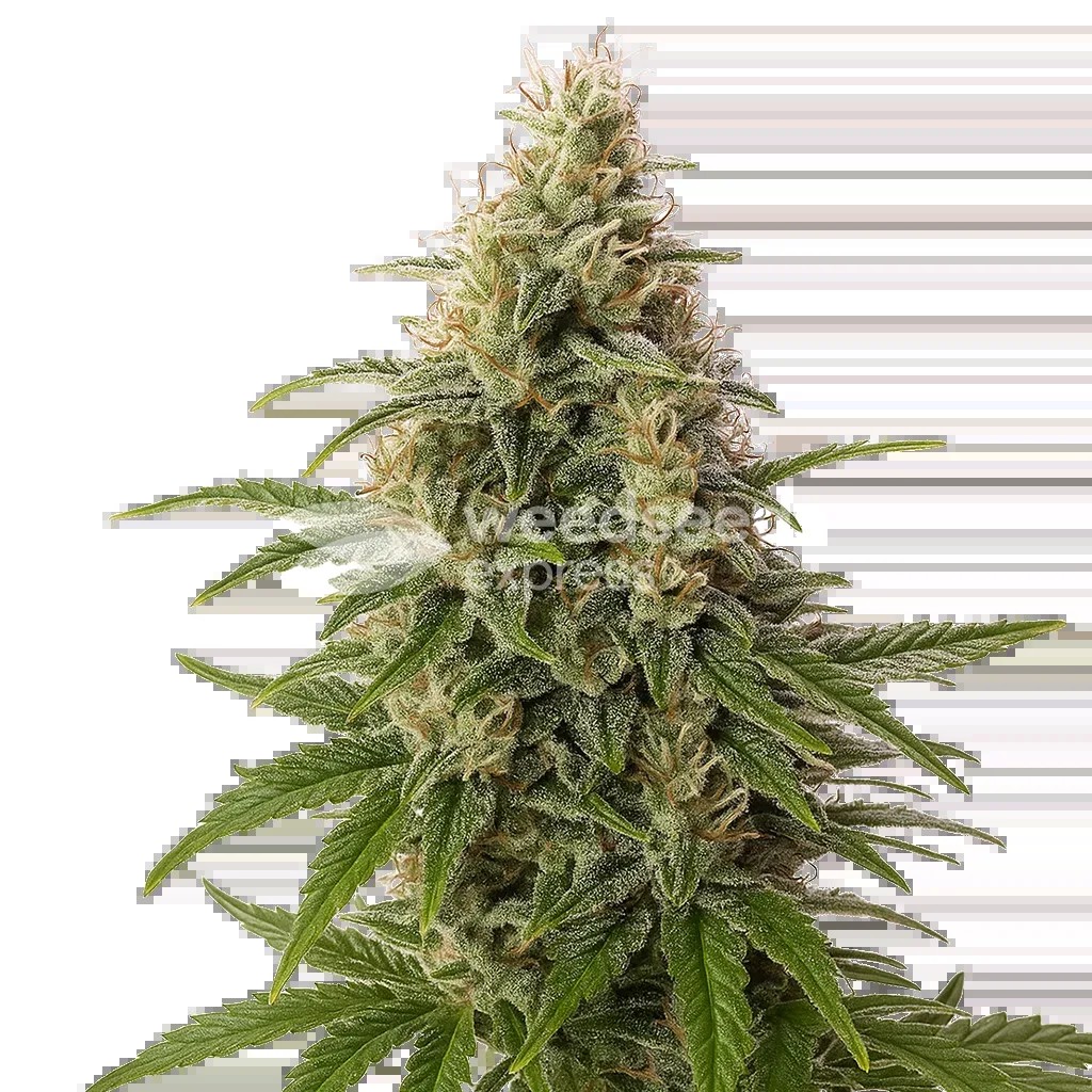 Peanut Butter Breath Auto Seeds