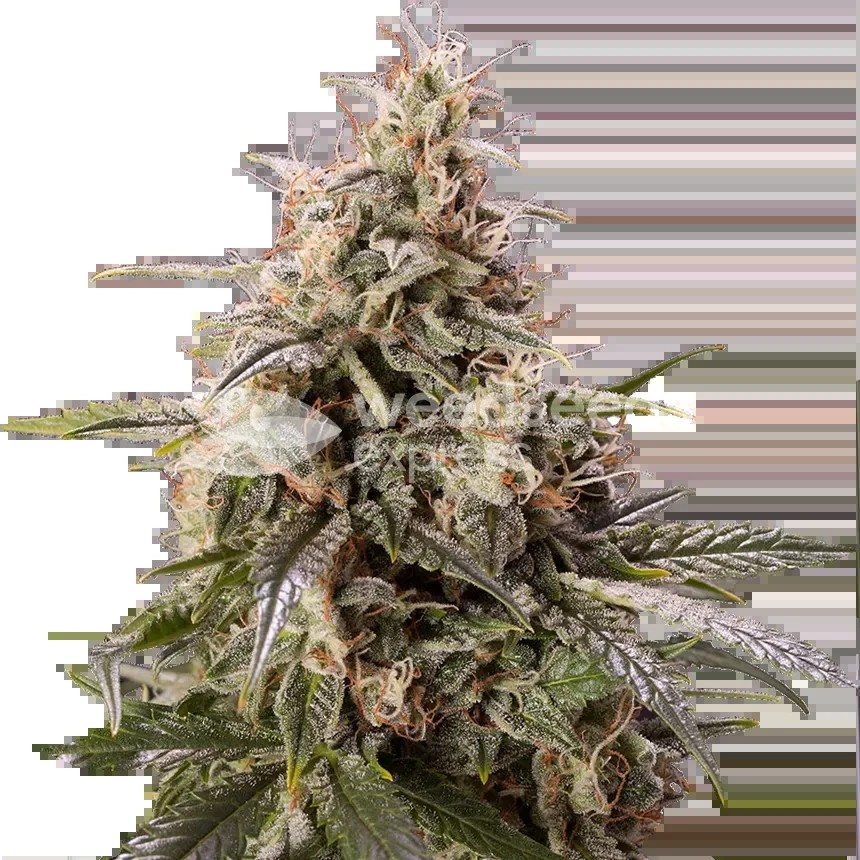 Peanut Butter Breath Seeds